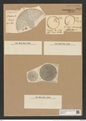Coscinodiscus odontiscus Grun. (de-Toni-Nr.: Genus 202, Species 4927) Zeichnungen Sammlung Grunow Nr. 8697 (NHMW-BOT-W0378119)